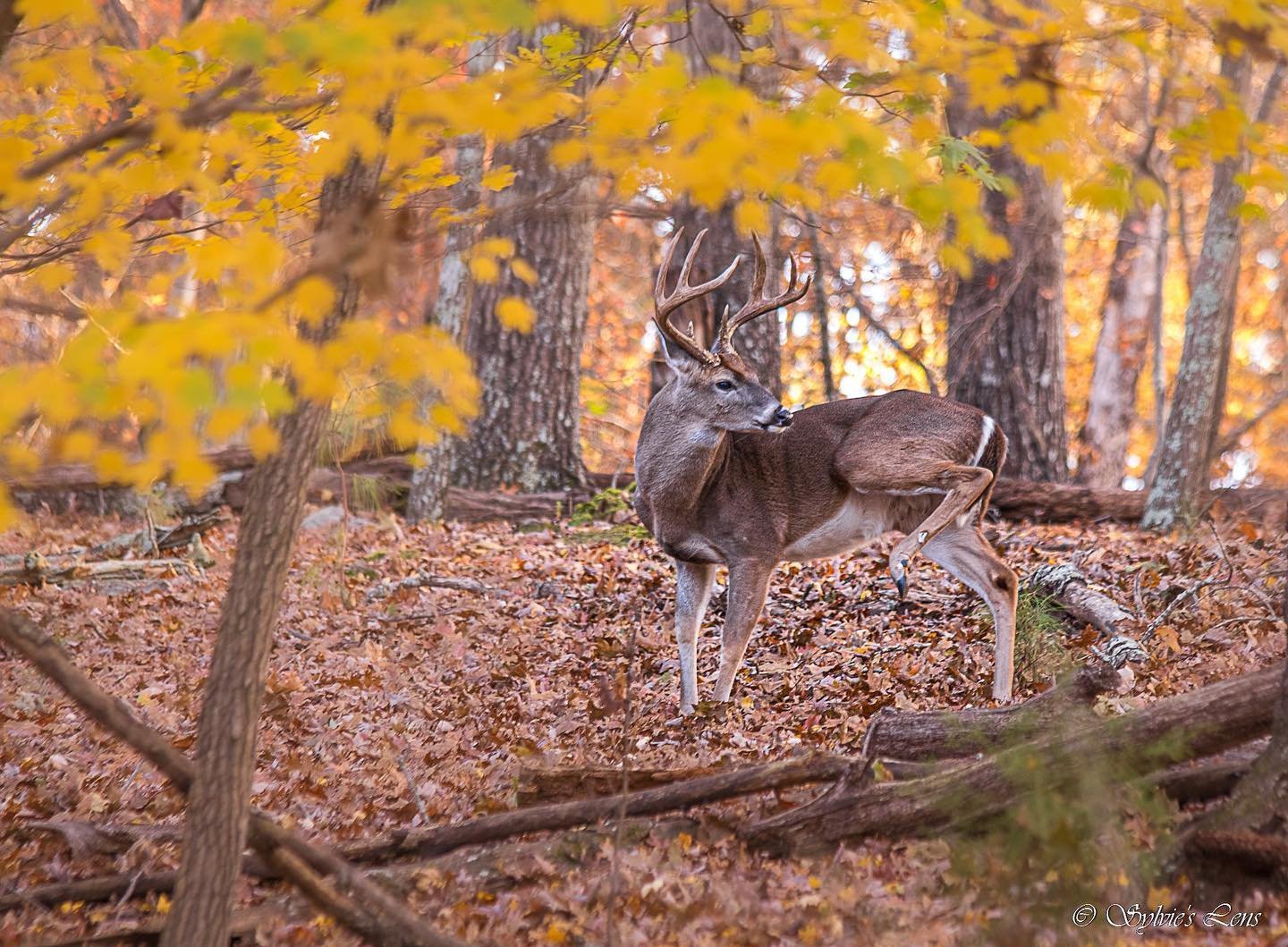 Winter Wildlife Watching: What to See at Lake Murray