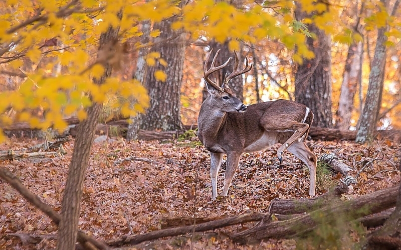 Top 5 Fall Foliage Spots Around Lake Murray