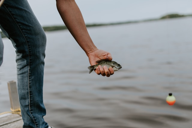 Exploring the Wildlife of Lake Murray: A Nature Lover’s Guide